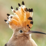 weirdbird