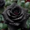 BlackRose97