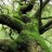 nephrite